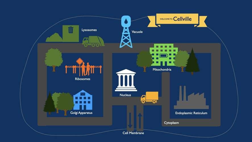 Exploring The Fascinating Cell City Ecosystem