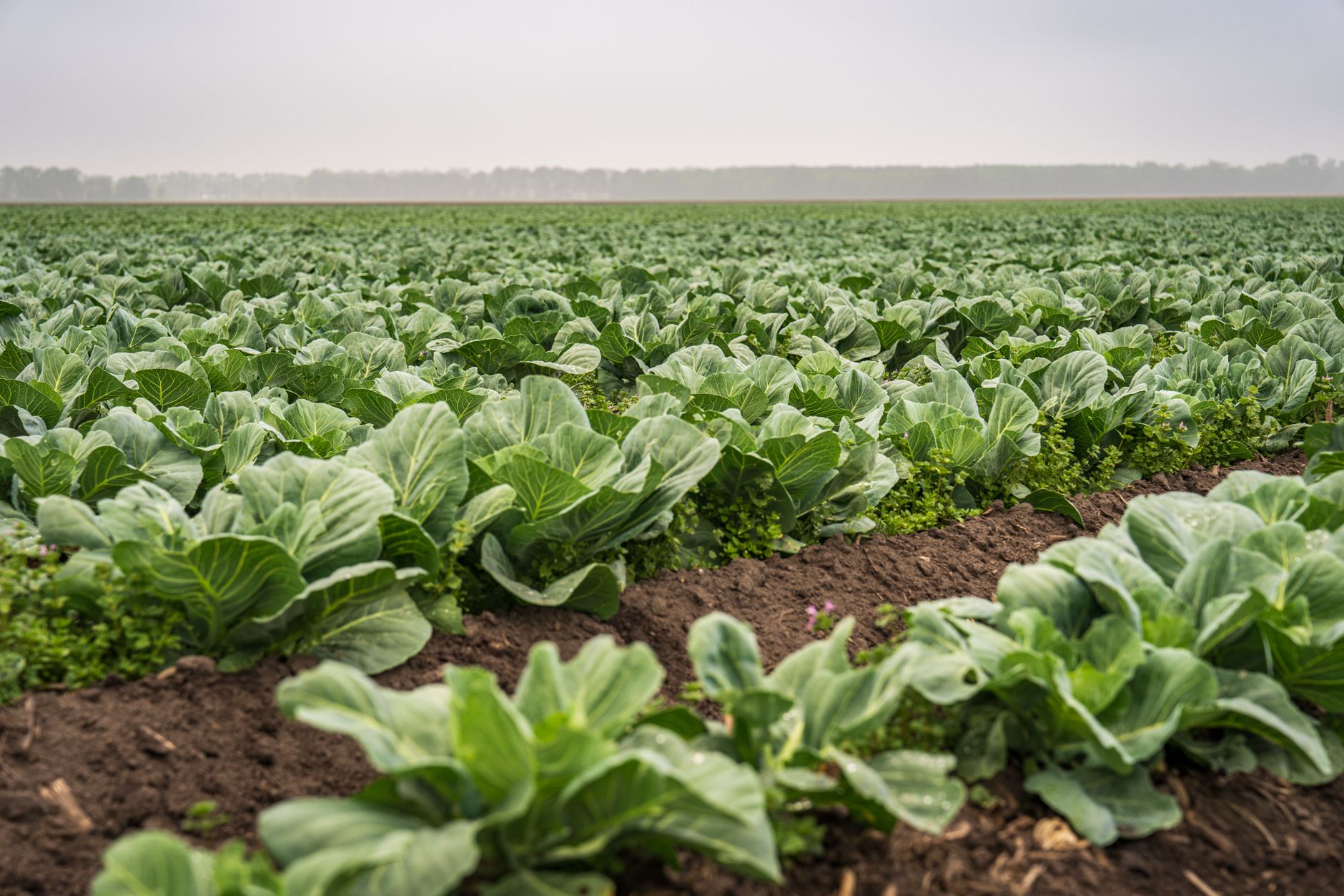 Farm Peace IPO Allotment: Quick Guide for Investors