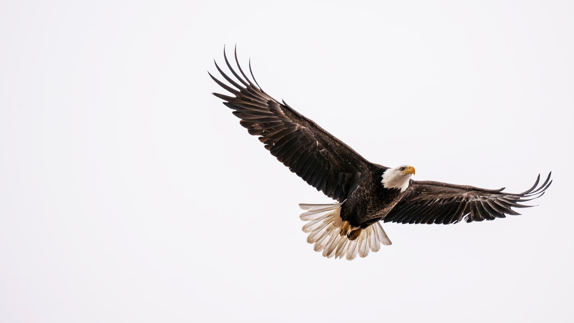 Twin Eagle Acquisition: Best Proven Leadership Updates