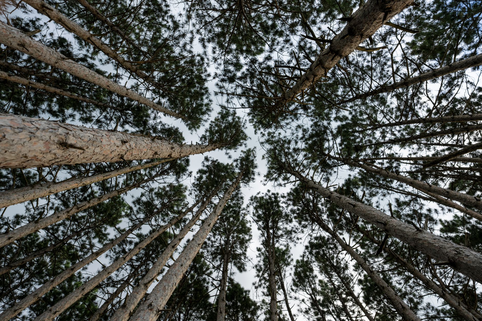 Pine Tree Acquisition Corp: Proven Benefits of IPO Success
